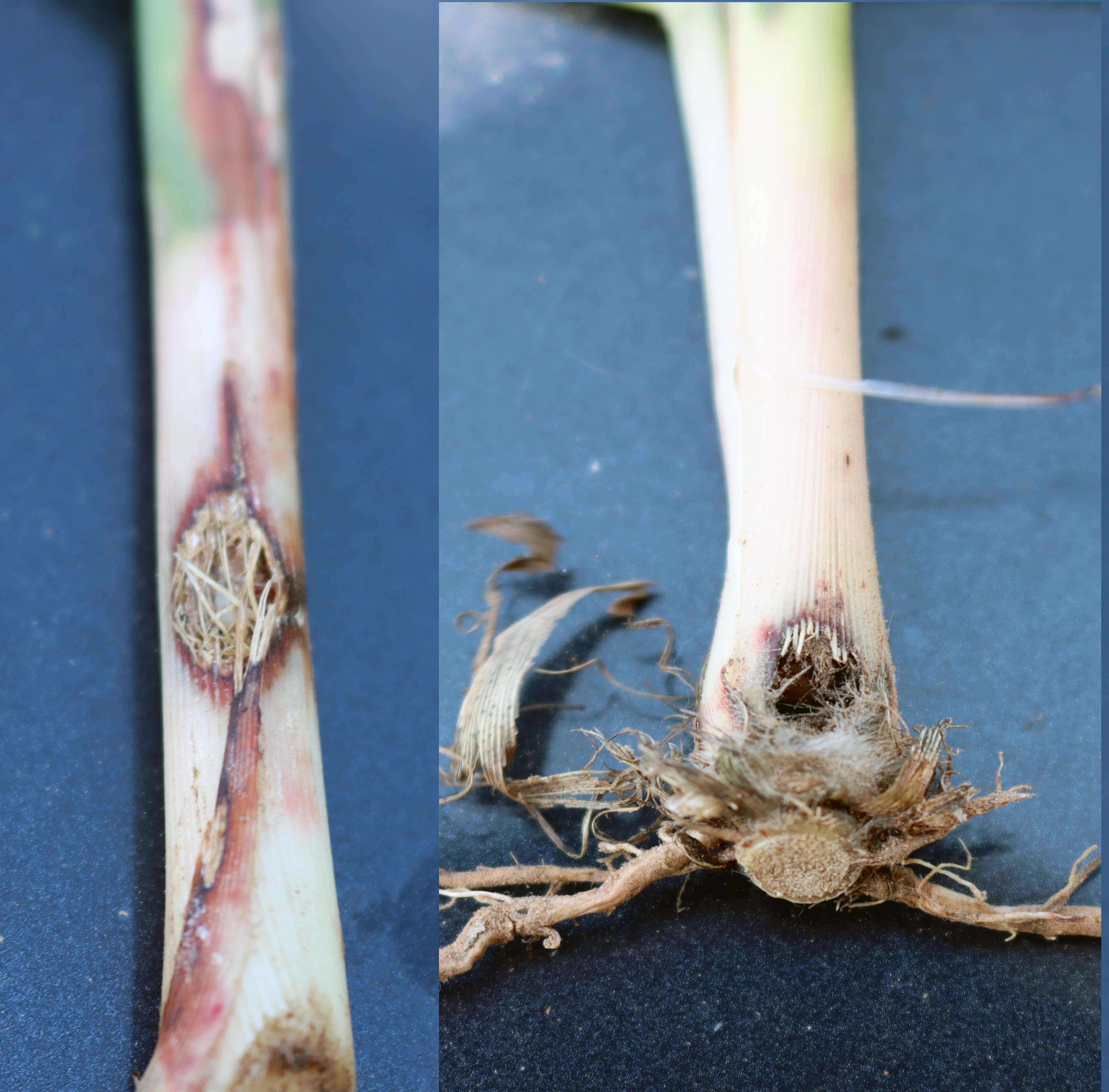 Sugarcane beetle injury to tillersjpg